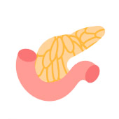 Pancreas