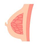 Breast