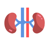Kidney