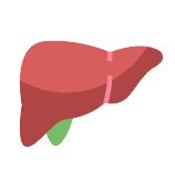 Liver